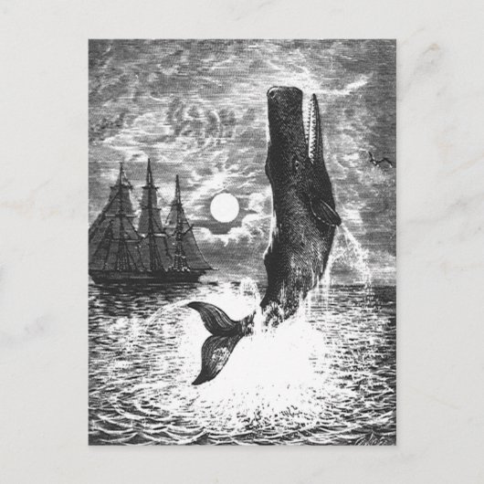  snaarwalvissen, zeedieren briefkaart (Voorkant)