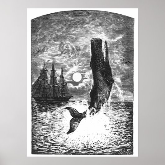  snaarwalvissen, zeedieren poster (Voorkant)