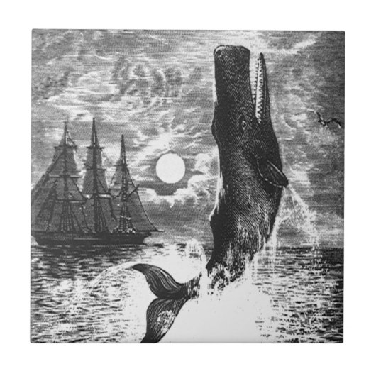  snaarwalvissen, zeedieren tegeltje (Voorkant)