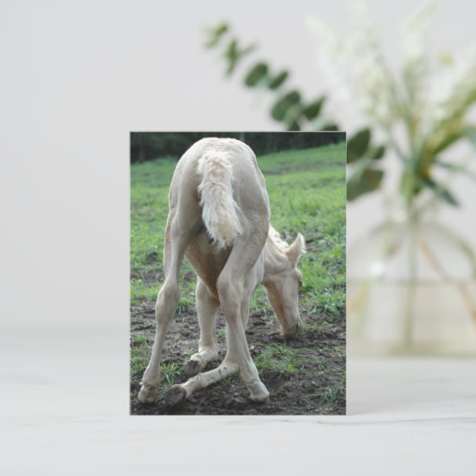 Snacking Colt Briefkaart (Staand voorkant)