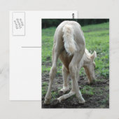 Snacking Colt Briefkaart (Voorkant / Achterkant)