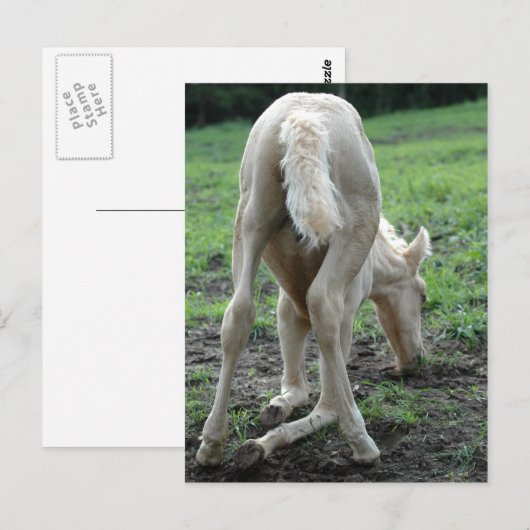 Snacking Colt Briefkaart (Voorkant / Achterkant)