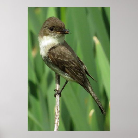 Snacking Poster (Voorkant)