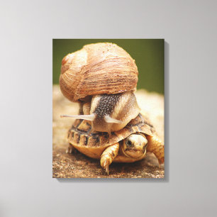 Snagelrog Baby Tortoise Canvas Afdruk