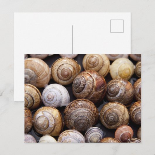 Snagelschalen Briefkaart (Voorkant / Achterkant)