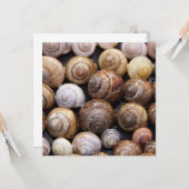 Snagelschalen Kaart (Voorkant / Achterkant in situ)