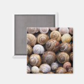 Snagelschalen Magneet (Voorkant / Achterkant)