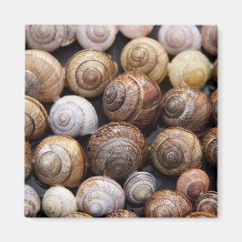 Snagelschalen Magneet