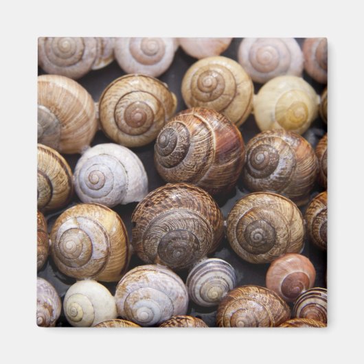 Snagelschalen Magneet (Voorkant)