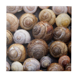 Snagelschalen Tegeltje