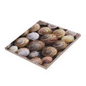 Snagelschalen Tegeltje (Zijkant)