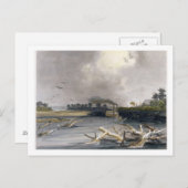 Snags (zonnebomen) op de Missouri, bord 6 van Briefkaart (Voorkant / Achterkant)