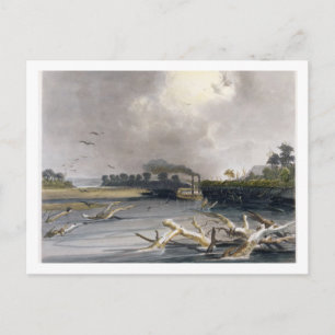 Snags (zonnebomen) op de Missouri, bord 6 van Briefkaart