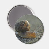 Snail 1 Magneet (Voorkant / Achterkant)