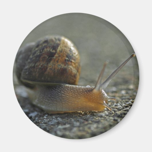 Snail 1 Magneet (Voorkant)