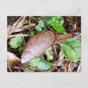 Snail Mail Briefkaart Postcrossing