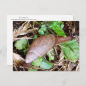 Snail Mail Briefkaart Postcrossing (Voorkant / Achterkant)