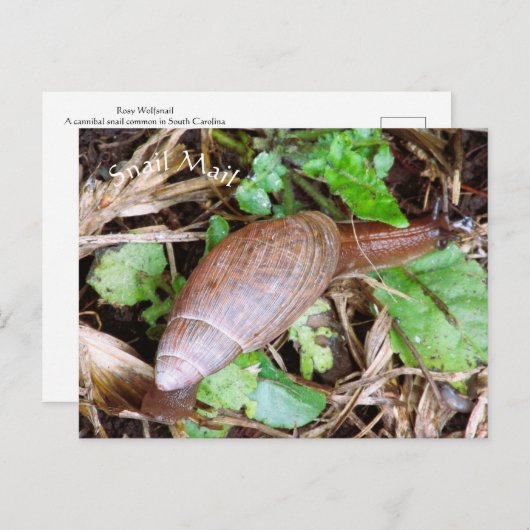 Snail Mail Briefkaart Postcrossing (Voorkant / Achterkant)