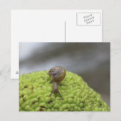 Snail op een hedgeappel #7 briefkaart (Voorkant / Achterkant)