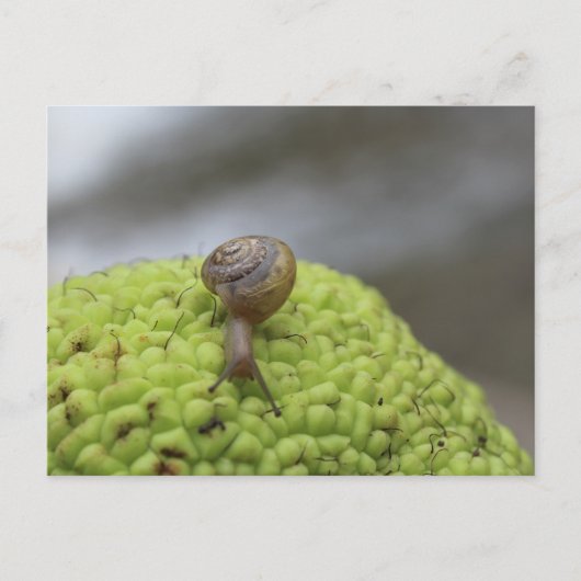 Snail op een hedgeappel #7 briefkaart (Voorkant)