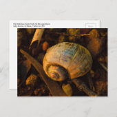 Snail Shell bij Rocky Shore Sunset Briefkaart (Voorkant / Achterkant)