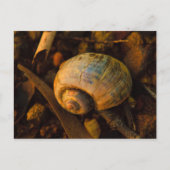 Snail Shell bij Rocky Shore Sunset Briefkaart (Voorkant)