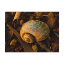 Snail Shell bij Rocky Shore Sunset