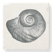 Snail Shell