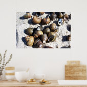 SNAIL Shells Poster (Keuken)
