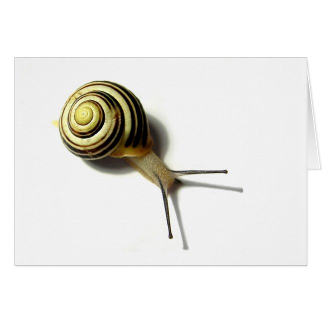 SNAIL VAN JUNGLEWALK.COM (Voorkant Horizontaal)