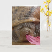 Snail Wenskaart Foto blanco Kaart (Gele Bloem)