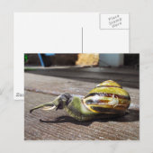 Snailephant Briefkaart (Voorkant / Achterkant)