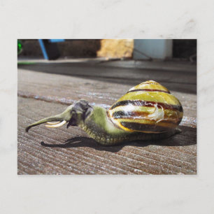 Snailephant Briefkaart