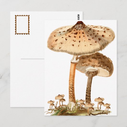 Snake Agaric Funghi Script  | Briefkaart (Voorkant / Achterkant)
