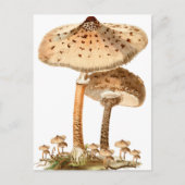 Snake Agaric Funghi Script  | Briefkaart (Voorkant)