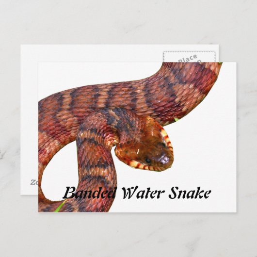 Snake Briefkaart (Voorkant / Achterkant)