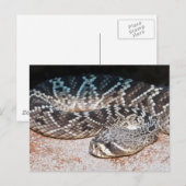 Snake Briefkaart (Voorkant / Achterkant)