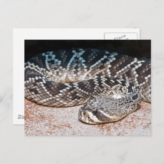 Snake Briefkaart (Voorkant / Achterkant)