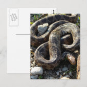 Snake Briefkaart (Voorkant / Achterkant)