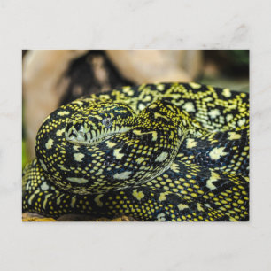 Snake Briefkaart