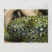 Snake Briefkaart (Voorkant)