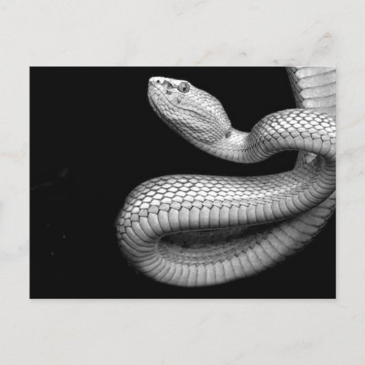 Snake Briefkaart (Voorkant)
