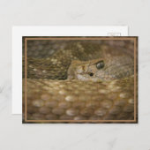 Snake Eye Briefkaart (Voorkant / Achterkant)