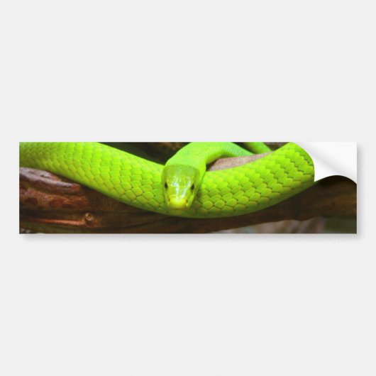 Snake Green Mamba Animal Scary Destiny Bumpersticker (Voorkant)