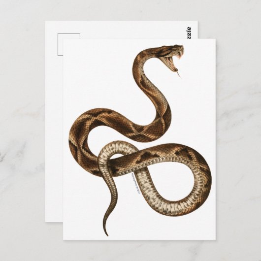  Snake Illustration Fangs Briefkaart (Voorkant / Achterkant)