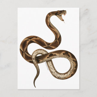 Snake Illustration Fangs Briefkaart