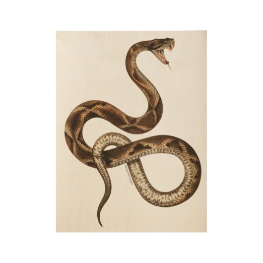  Snake Illustration Fangs Houten Poster (Voorkant)