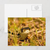 Snake in de gras briefkaart (Voorkant / Achterkant)
