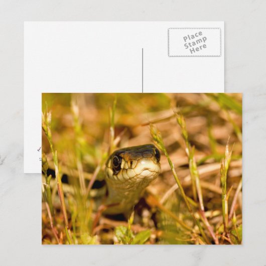 Snake in de gras briefkaart (Voorkant / Achterkant)