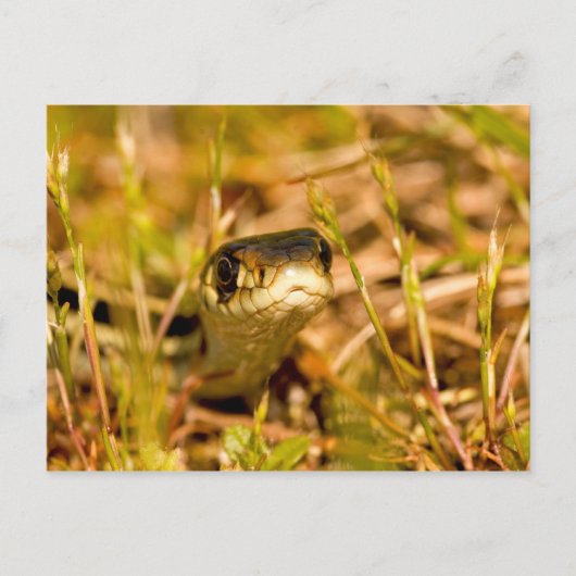 Snake in de gras briefkaart (Voorkant)